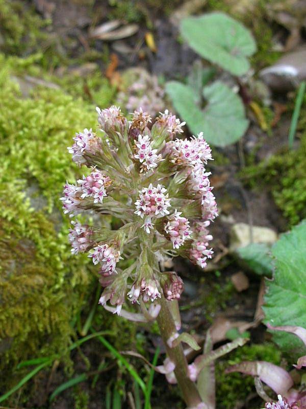 Petasites hybridus / Farfaraccio maggiore